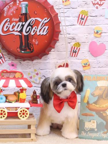 20230927こむぎちゃん